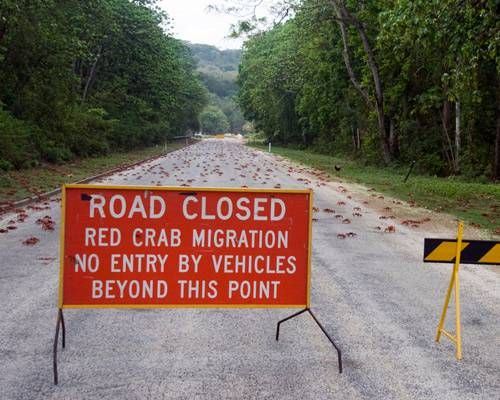 bina jambatan khas untuk berjuta-juta ekor ketam melintas jalan