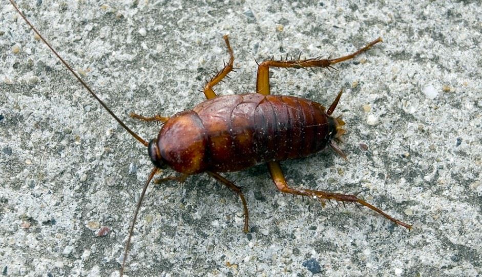 lariiiiii ! ribuan lipas serang kampung ni  