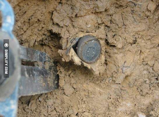 ingatkan jumpa duit syiling kuno, rupanya labah-labah!