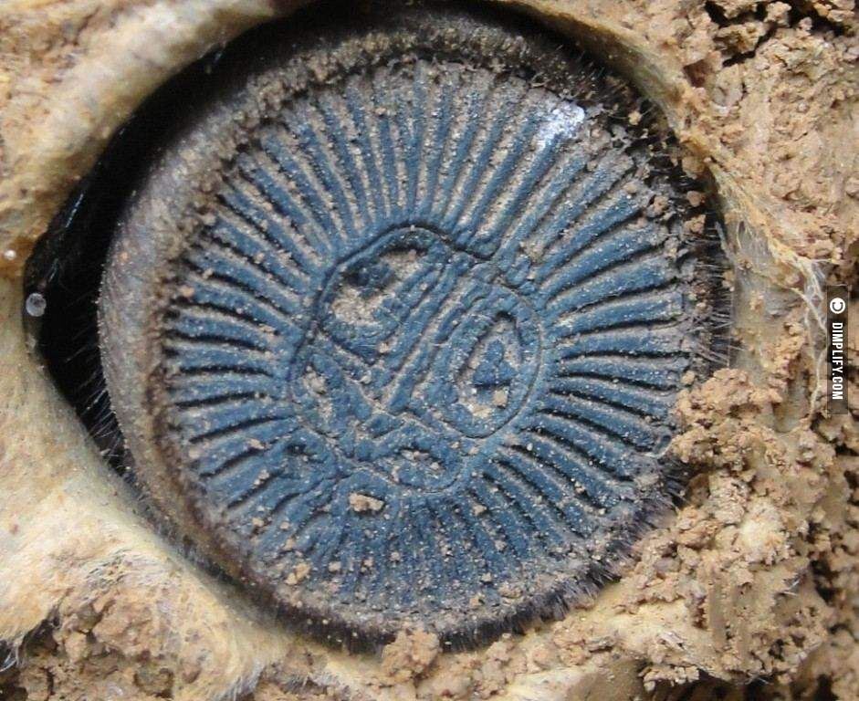 ingatkan jumpa duit syiling kuno, rupanya labah-labah!