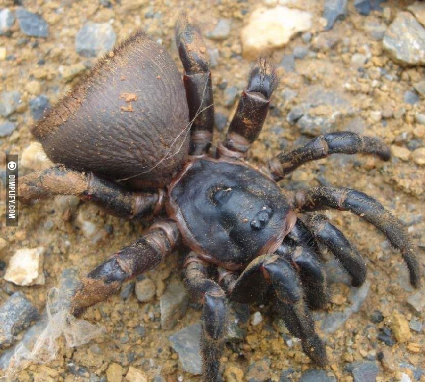 ingatkan jumpa duit syiling kuno, rupanya labah-labah!