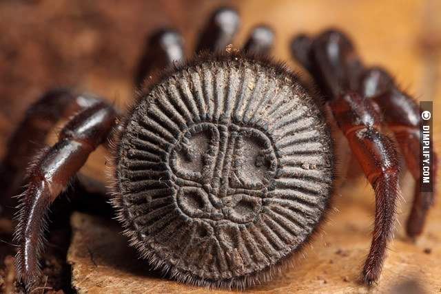 ingatkan jumpa duit syiling kuno, rupanya labah-labah!