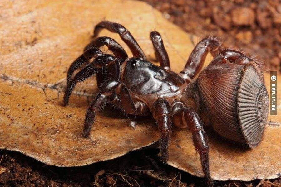 ingatkan jumpa duit syiling kuno, rupanya labah-labah!