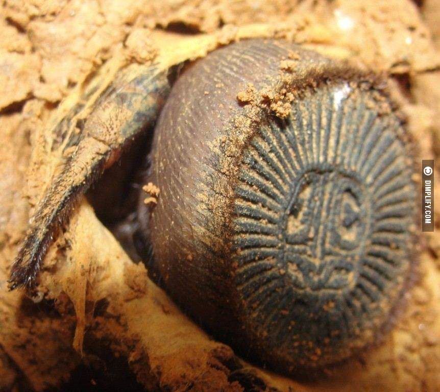 ingatkan jumpa duit syiling kuno, rupanya labah-labah!