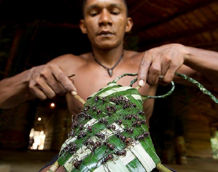 pakai sarung khas berisi semut tanda dah masuk dewasa