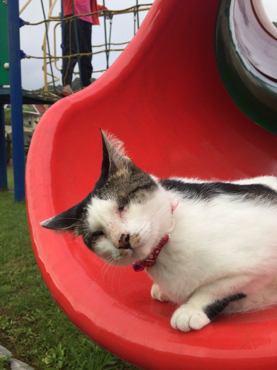 seronok betul baca kisah ozzie si kucing buta dan pekak ni