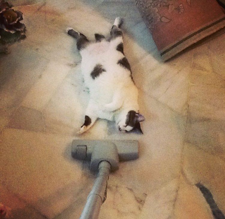 seronok betul baca kisah ozzie si kucing buta dan pekak ni