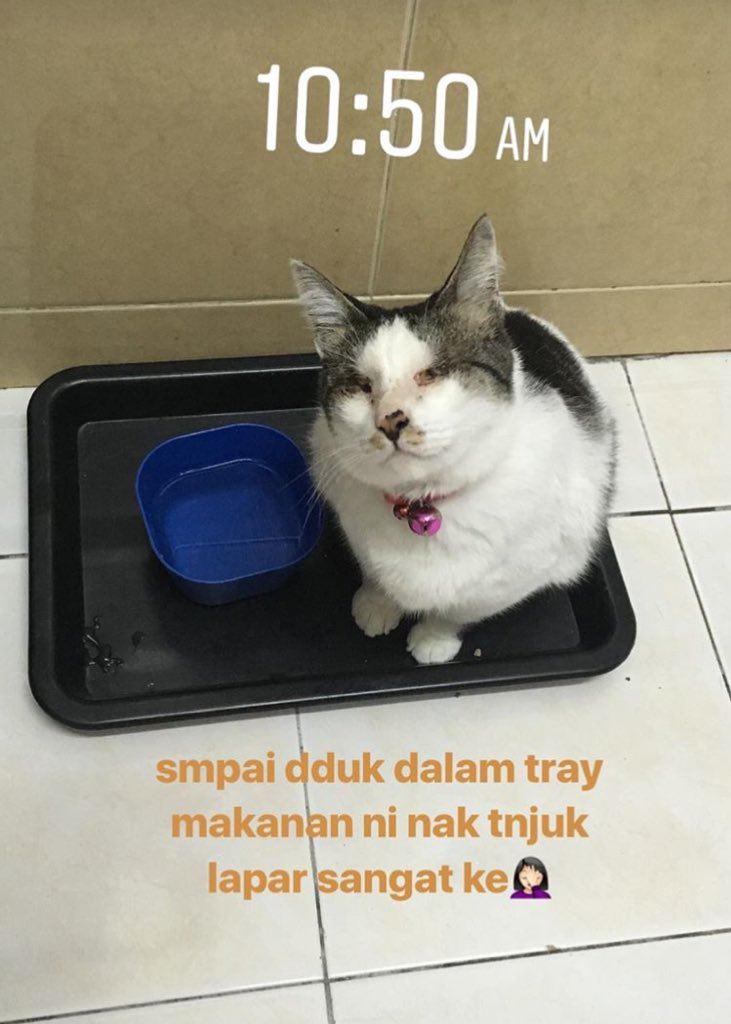 seronok betul baca kisah ozzie si kucing buta dan pekak ni