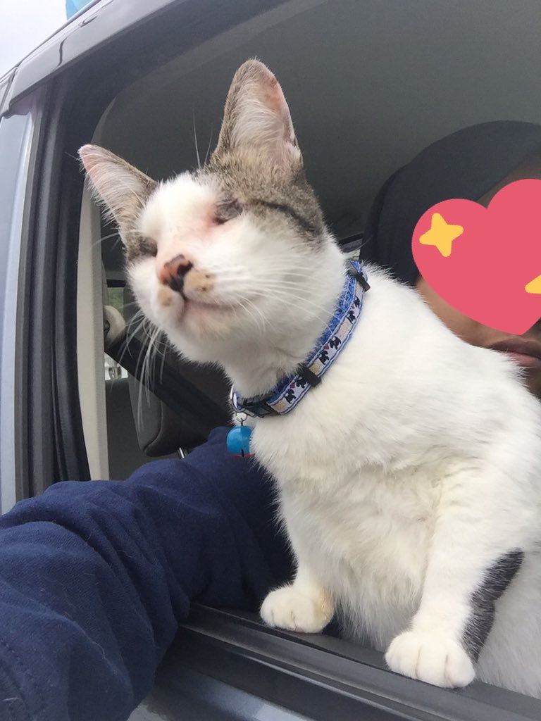 seronok betul baca kisah ozzie si kucing buta dan pekak ni