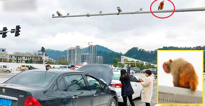 wanita kemalangan akibat tersilap punggung monyet sebagai lampu merah