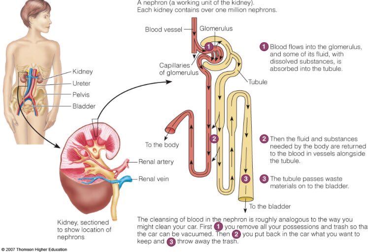 badan berlebih air dengan gemuk air sama ke ? ni jawapannya