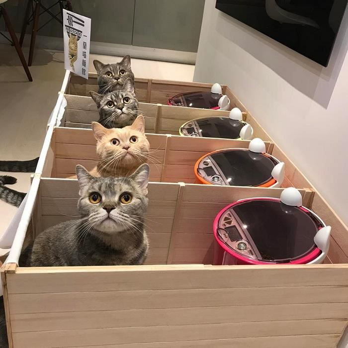 semua makanan kucing gemuk ni nak makan. tengok apa tuan dia buat