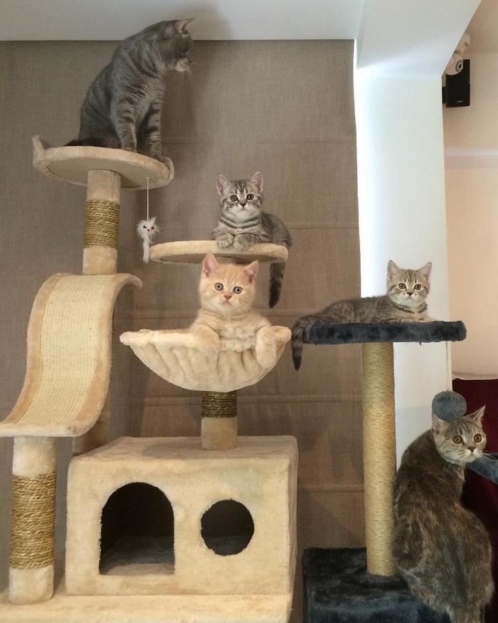 semua makanan kucing gemuk ni nak makan. tengok apa tuan dia buat