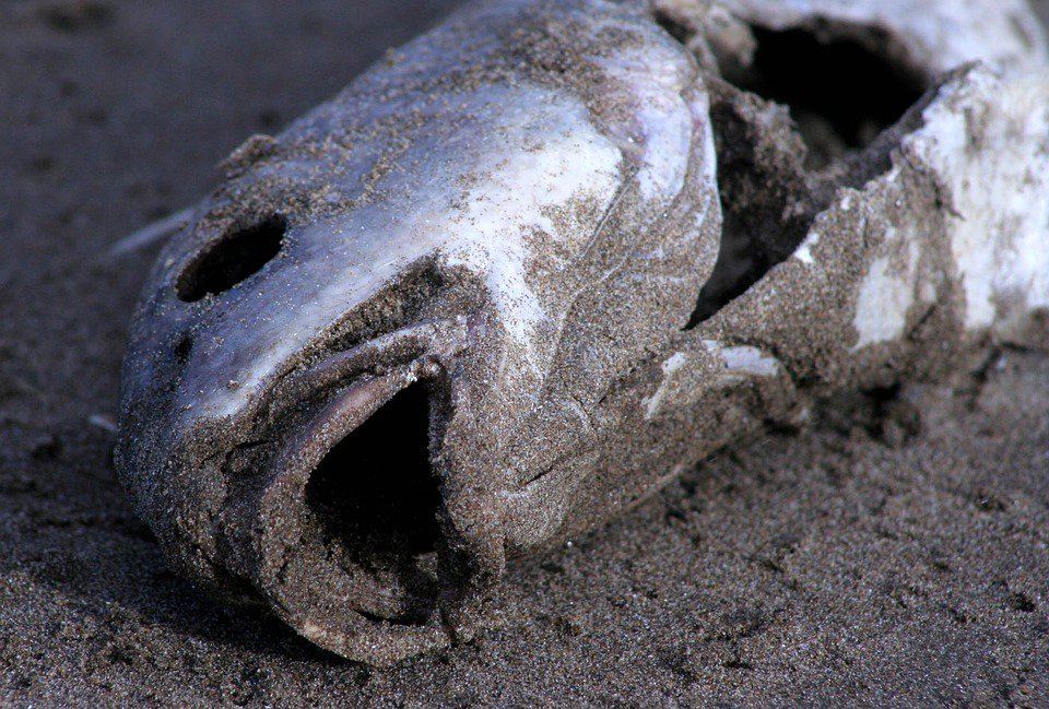 menurut kajian, tahun 2048 tiada lagi spesis ikan dalam laut