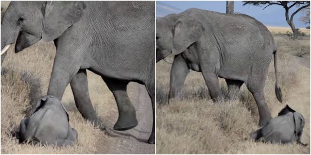 anak gajah merajuk tapi masih tak dipedulikan curi perhatian seluruh dunia 