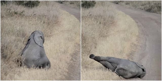 anak gajah merajuk tapi masih tak dipedulikan curi perhatian seluruh dunia 