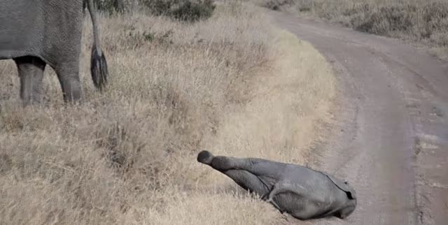 anak gajah merajuk tapi masih tak dipedulikan curi perhatian seluruh dunia 