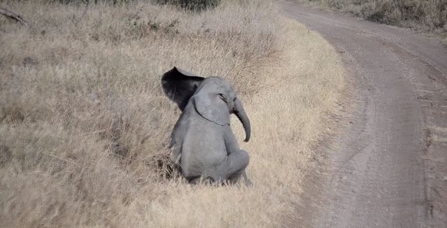 anak gajah merajuk tapi masih tak dipedulikan curi perhatian seluruh dunia 