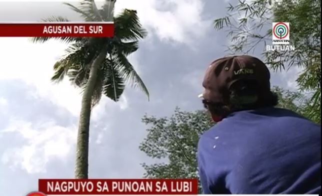 3 tahun duduk atas pokok kelapa, lelaki ini berjaya turun dengan gergaji