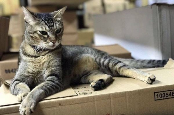 cakar tangan budak, wanita mahu kucing ini di penjarakan