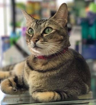 cakar tangan budak, wanita mahu kucing ini di penjarakan