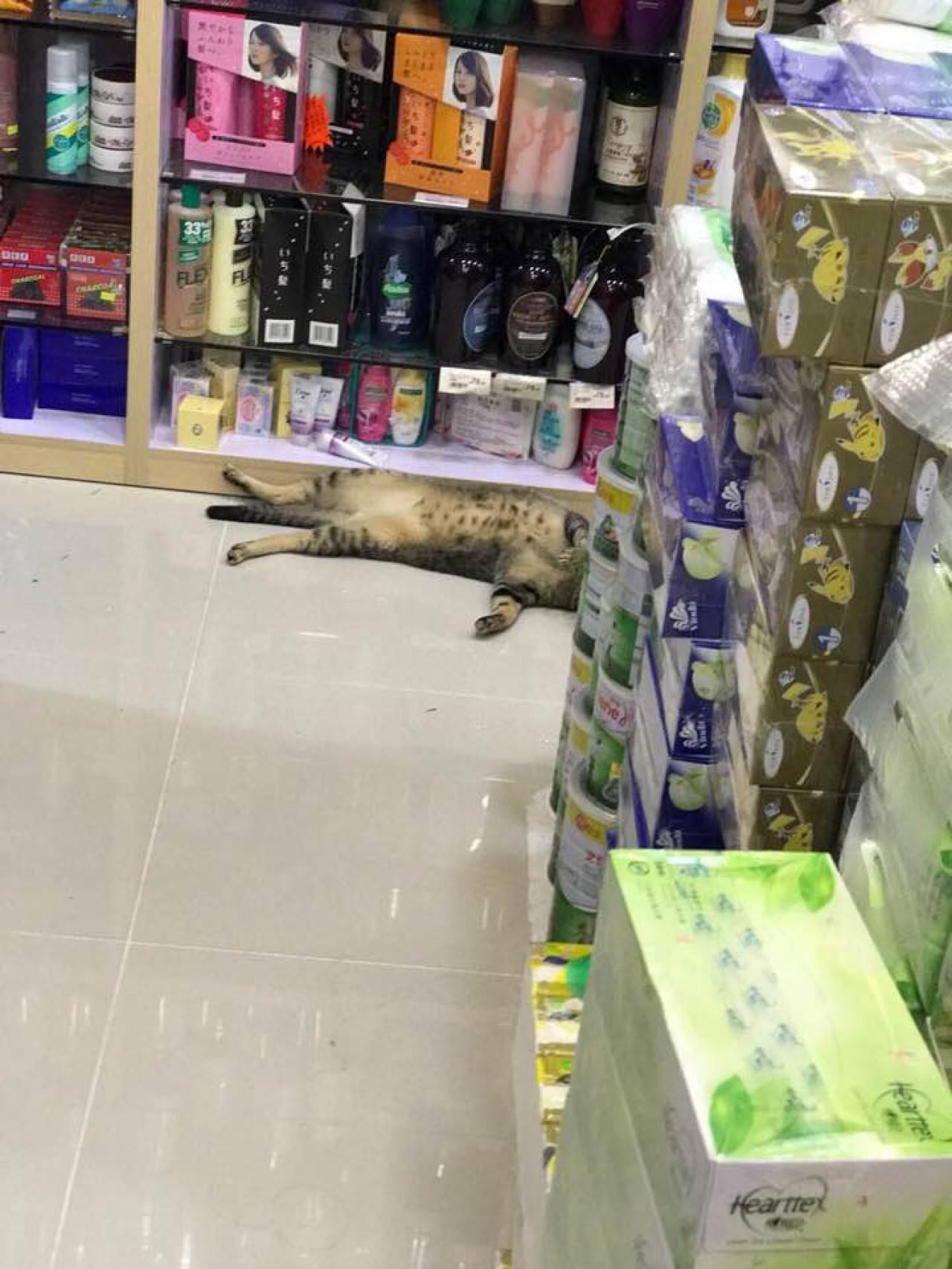 cakar tangan budak, wanita mahu kucing ini di penjarakan