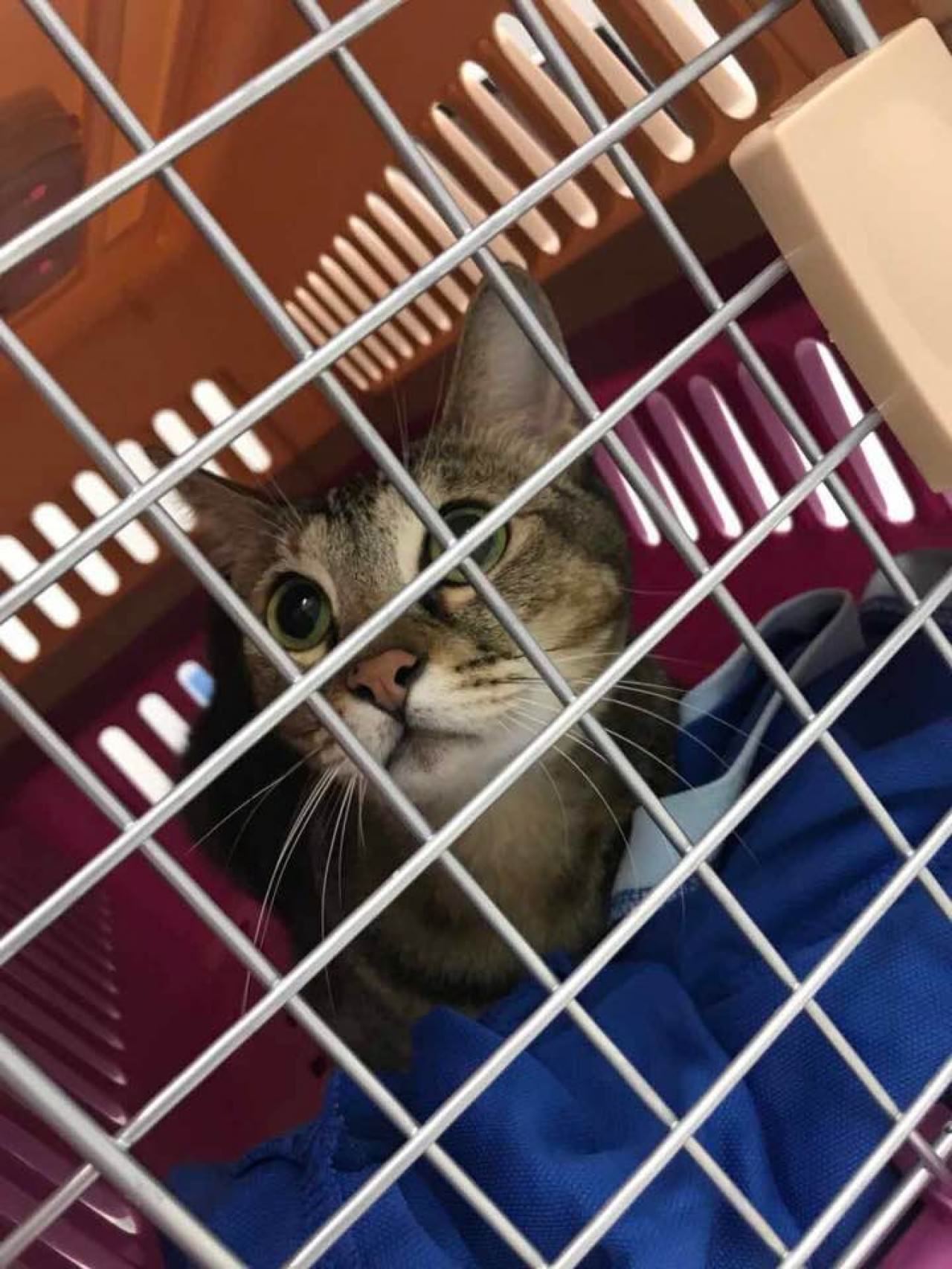 cakar tangan budak, wanita mahu kucing ini di penjarakan