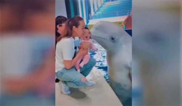 terkedu ikan paus beluga ni bila budak yang dicium menangis 