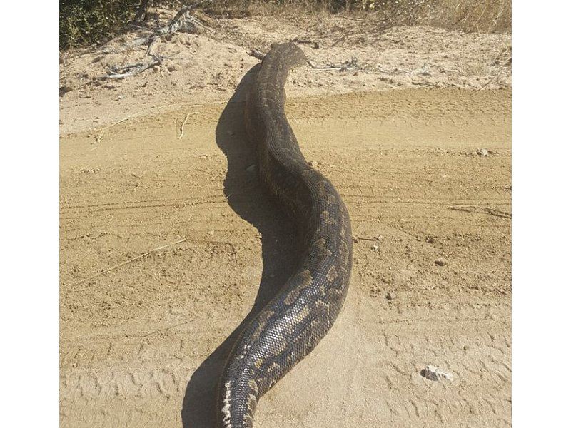 ular sawa menyamar sebagai 