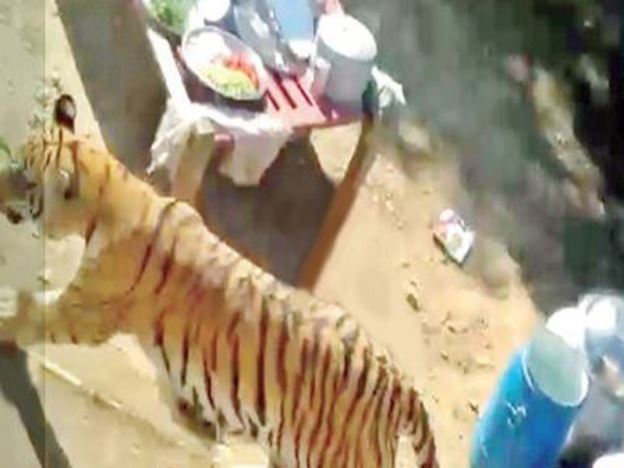 harimau jadi tetamu tak diundang di majlis perkahwinan