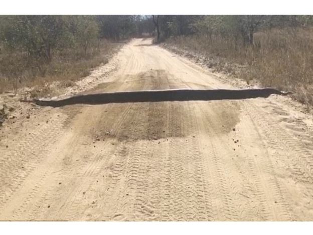 ular sawa menyamar sebagai 