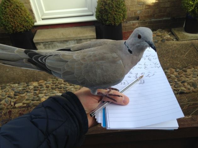 merpati suka duduk atas kepala orang susahkan posmen nak buat kerja