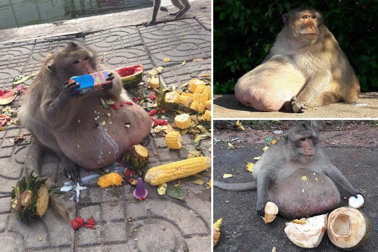 gambar monyet obesiti viral, kini ia terpaksa jalani diet ketat