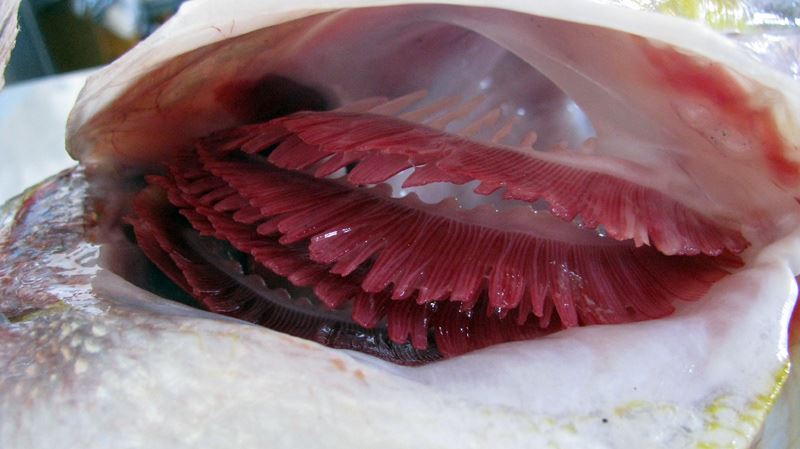 4 tips nak pilih ikan segar ni sangat membantu! 