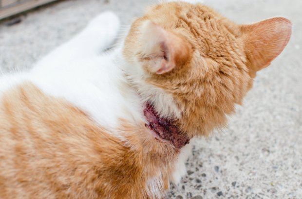 nak halang daripada cakar tempat luka, kucing pakai kuku palsu 