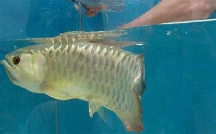 taknak makan, taknak buka mulut. lelaki ni terkejut tengok apa yang ada dalam mulut ikan arowana ni