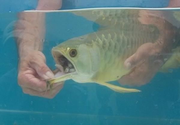 taknak makan, taknak buka mulut. lelaki ni terkejut tengok apa yang ada dalam mulut ikan arowana ni