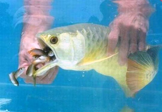 taknak makan, taknak buka mulut. lelaki ni terkejut tengok apa yang ada dalam mulut ikan arowana ni