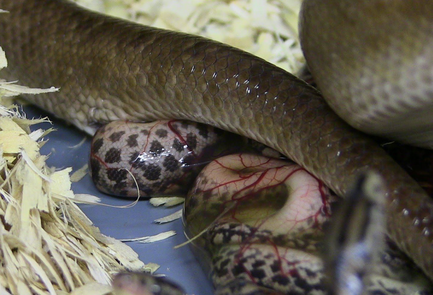 setengah ular bertelur, tapi pernah tengok tak ular lahirkan anak?