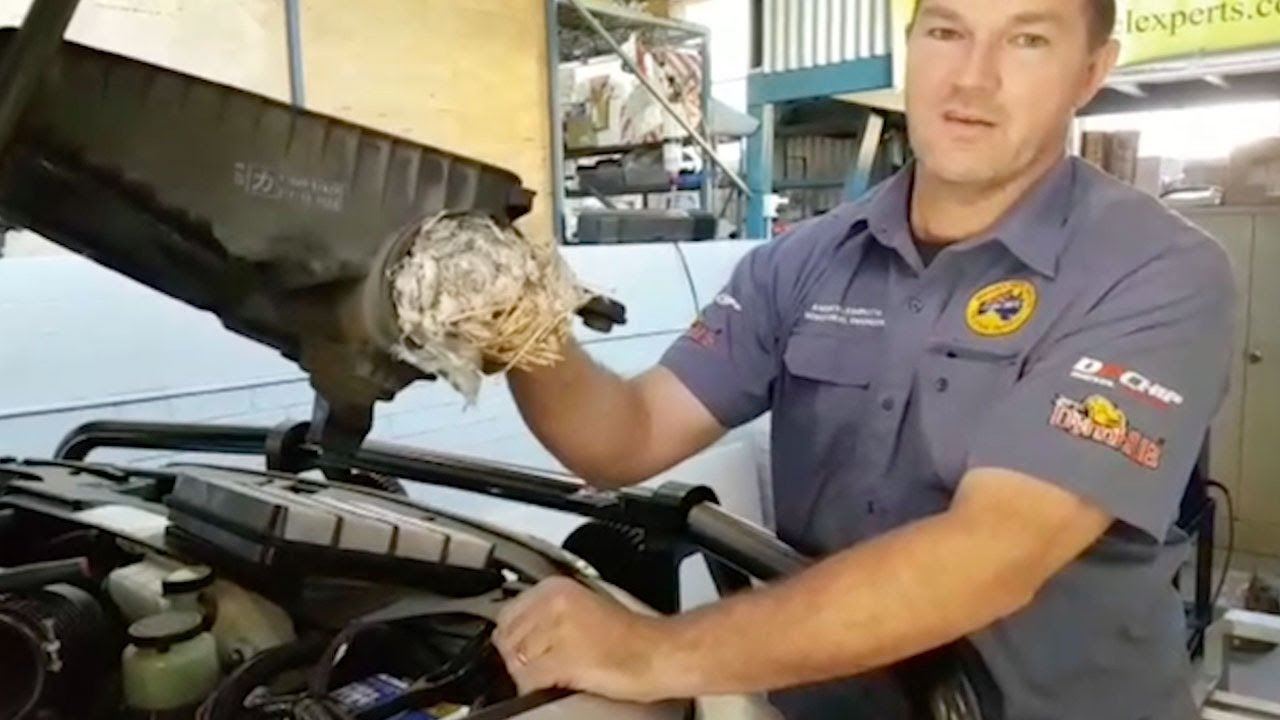 enjin selalu keluar asap, rupanya ada tikus gergasi buat sarang  