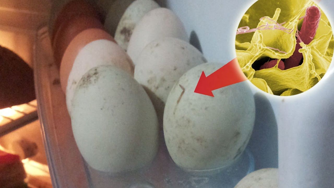 telur ayam kena simpan dalam peti sejuk ke dalam suhu bilik?