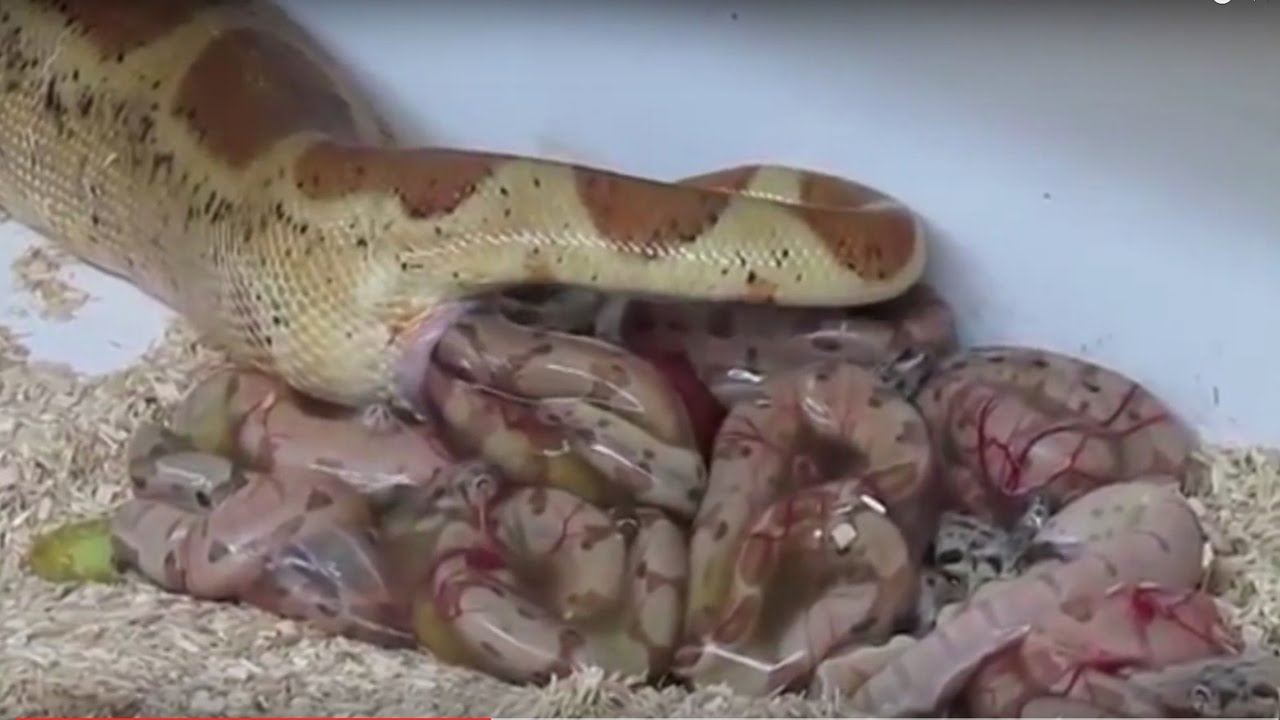 setengah ular bertelur, tapi pernah tengok tak ular lahirkan anak?