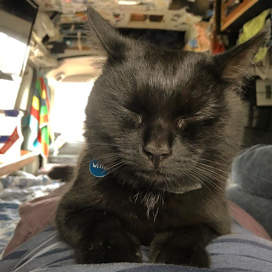 sanggup berhenti kerja dan jual segalanya sebab nak travel bersama kucing 