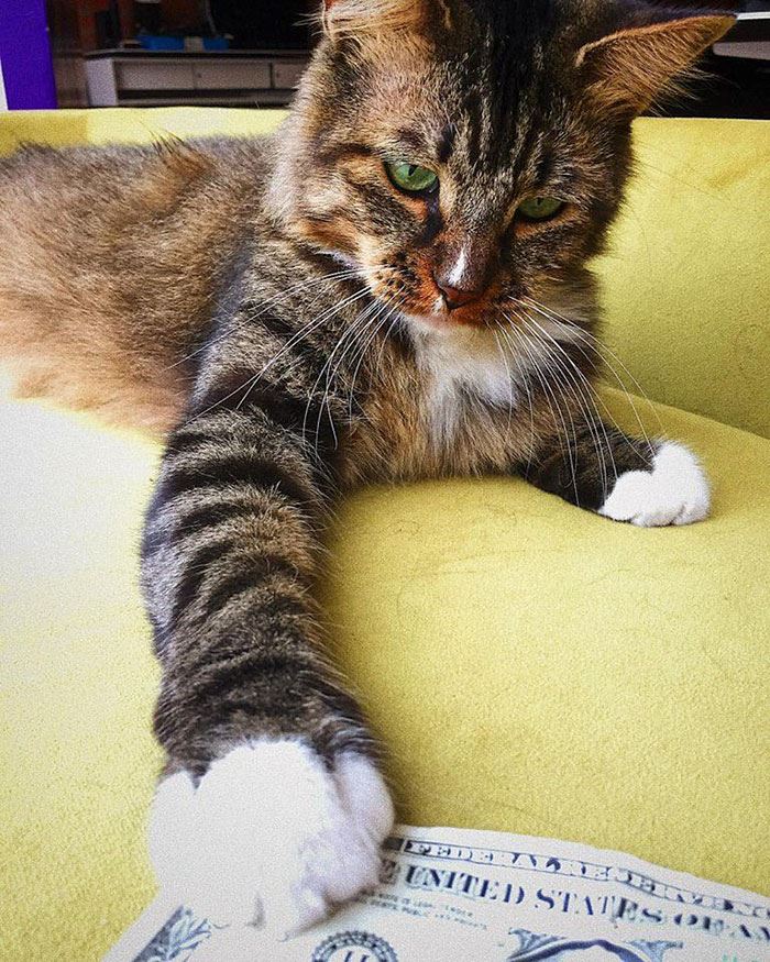 kucing ni ambil duit dari orang, bagi pada gelandangan