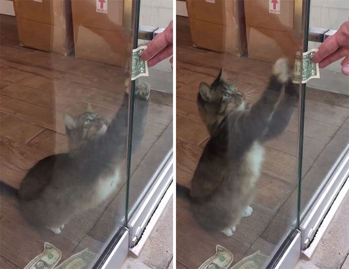 kucing ni ambil duit dari orang, bagi pada gelandangan