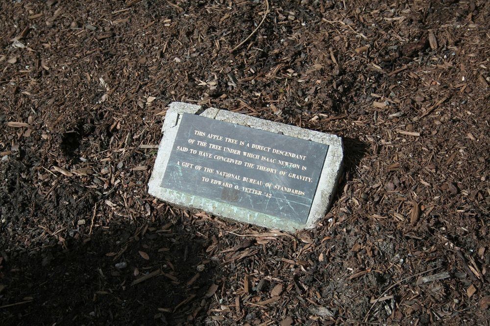 pohon epal ini jadi tempat sir isaac newton jumpa teori graviti