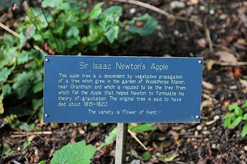 pohon epal ini jadi tempat sir isaac newton jumpa teori graviti