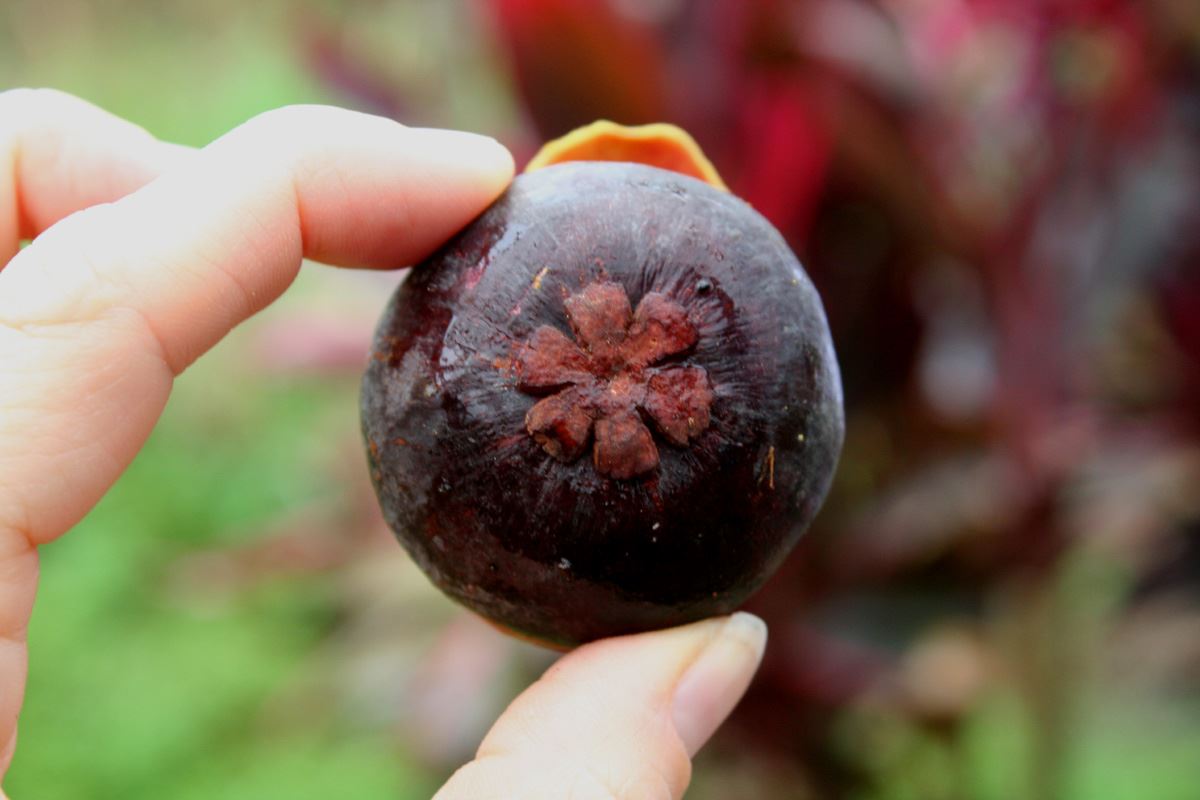 ini ke maksud bunga kat bawah manggis tu ? baru tahu!