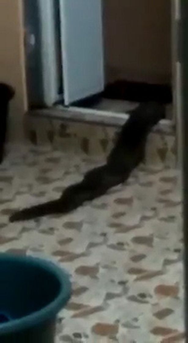 makhluk pelik merangkak keluar dari sebuah tandas rumah di kedah