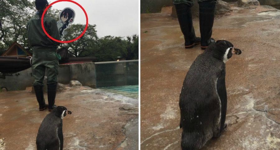 penguin ni sedih dan kecewa penjaga zoo bawa keluar 
